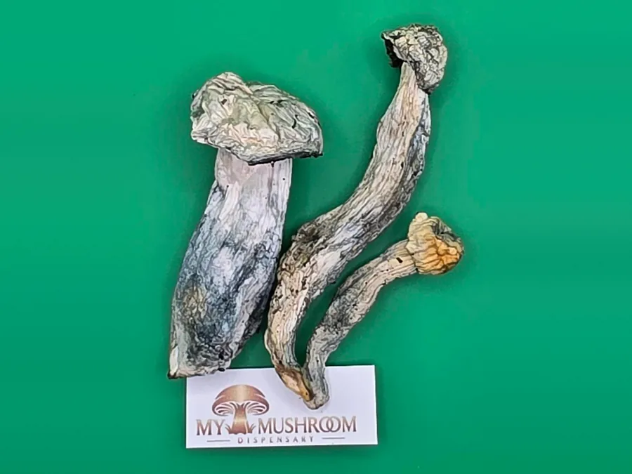 Albino Penis Envy mushrooms