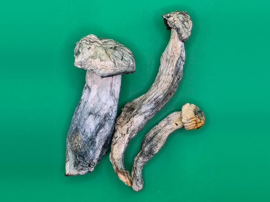 Dried Albino Penis Envy mushrooms, thick pale stems with blue bruising