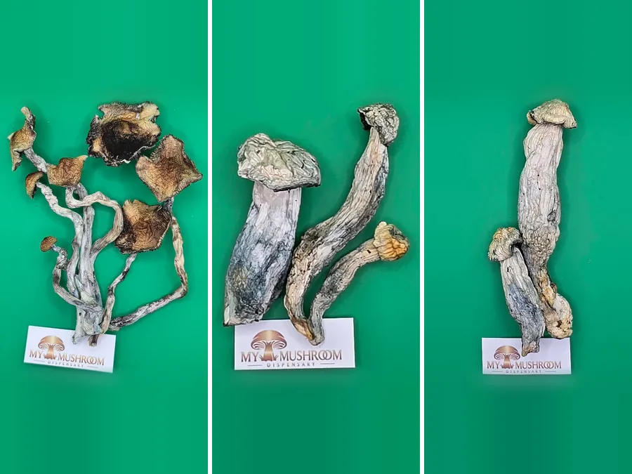 Golden Teacher, Albino Penis Envy and Albino Bluey Vuitton dried mushrooms