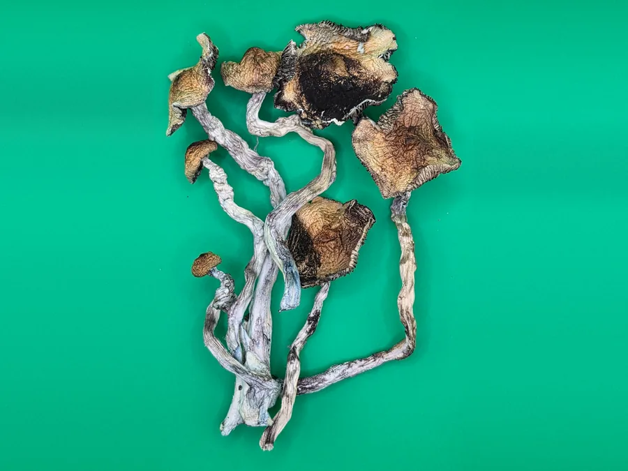Dried Golden Teacher mushrooms, golden-brown caps on long pale stems