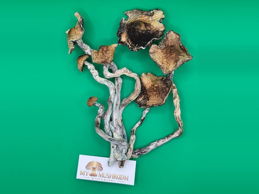 Golden Teacher mushrooms